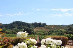 Limo Service to Napa Valley, Sonoma and Calistoga. Best way to enjoy your winery tours.